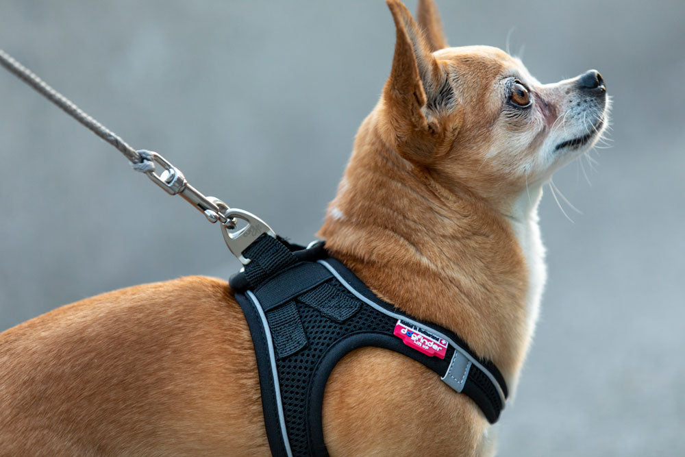 Curli Ultra Strong Pocket Leash for Dogs