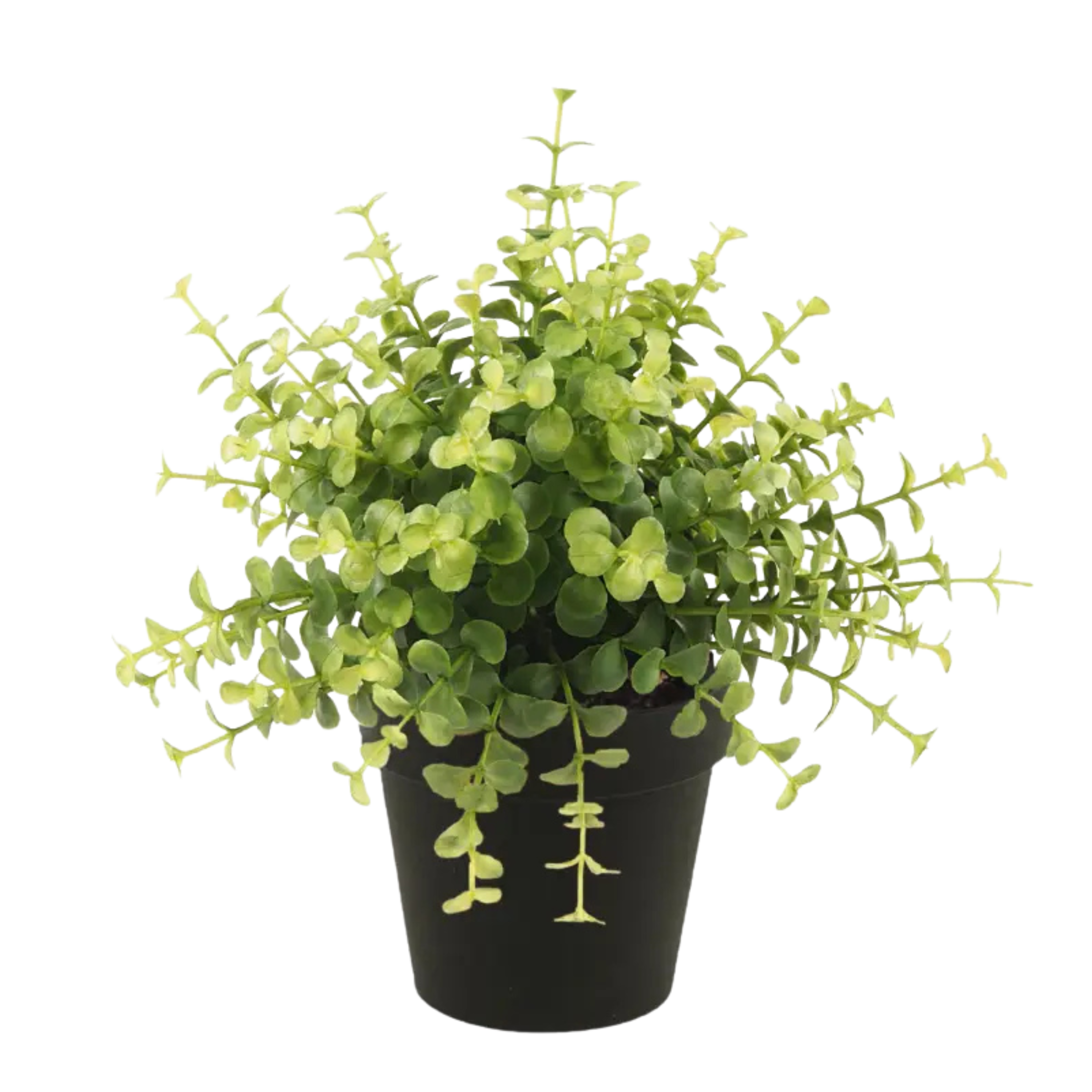 Eucalyptus Bush