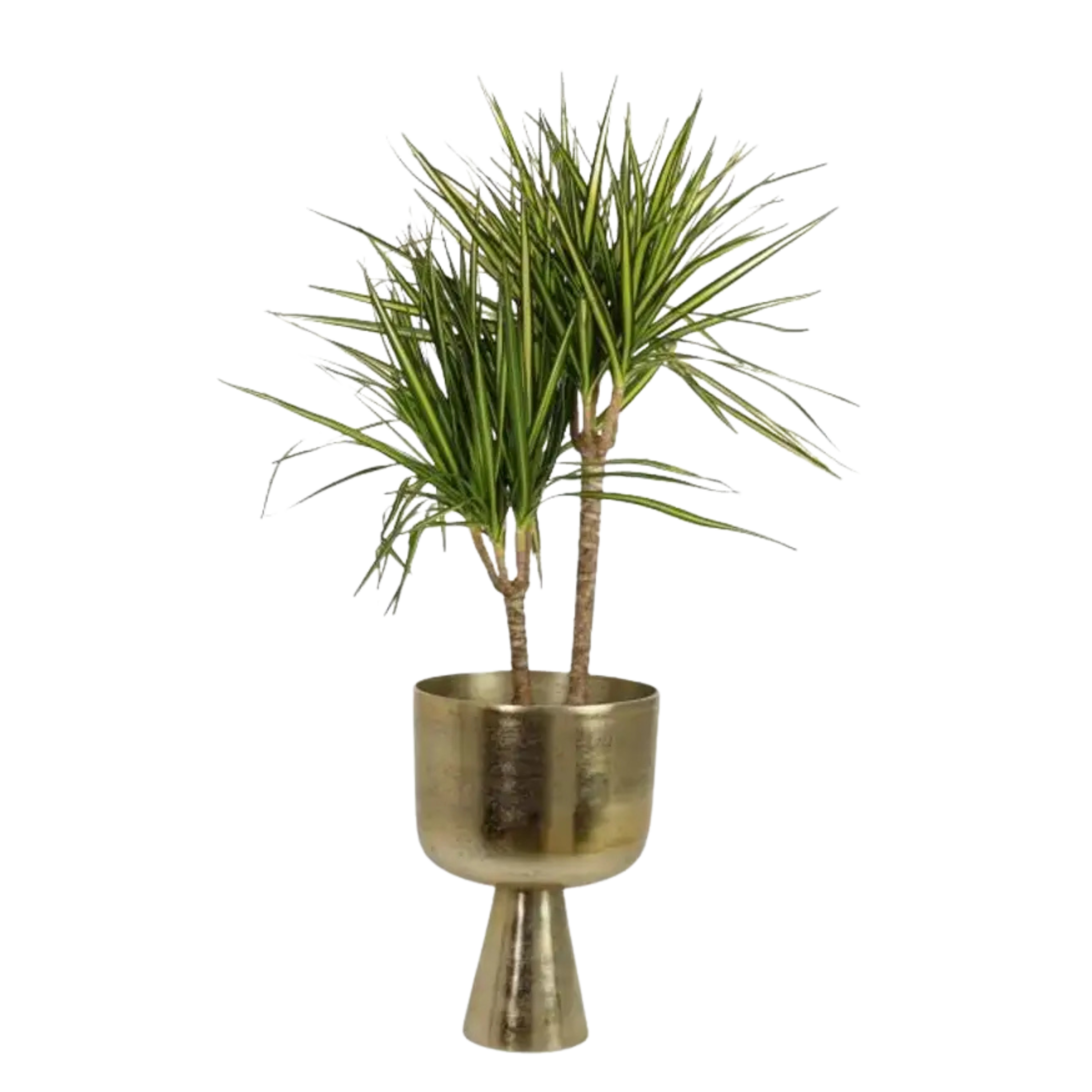 Planter Stylish