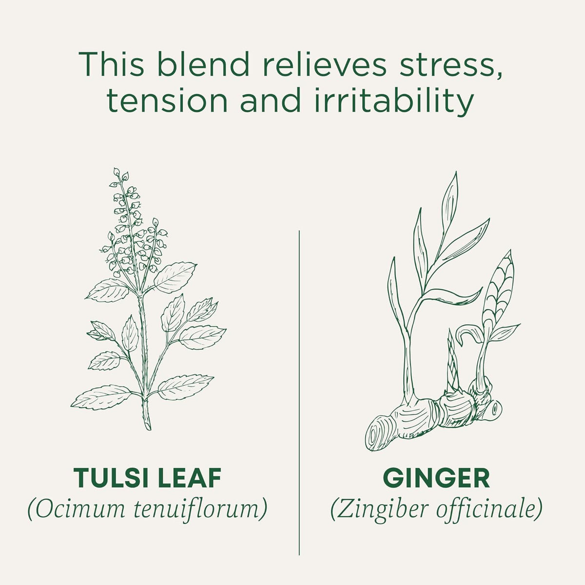 Traditional Medicinals Tea Tulsi Ginger Organic, 16 Ct