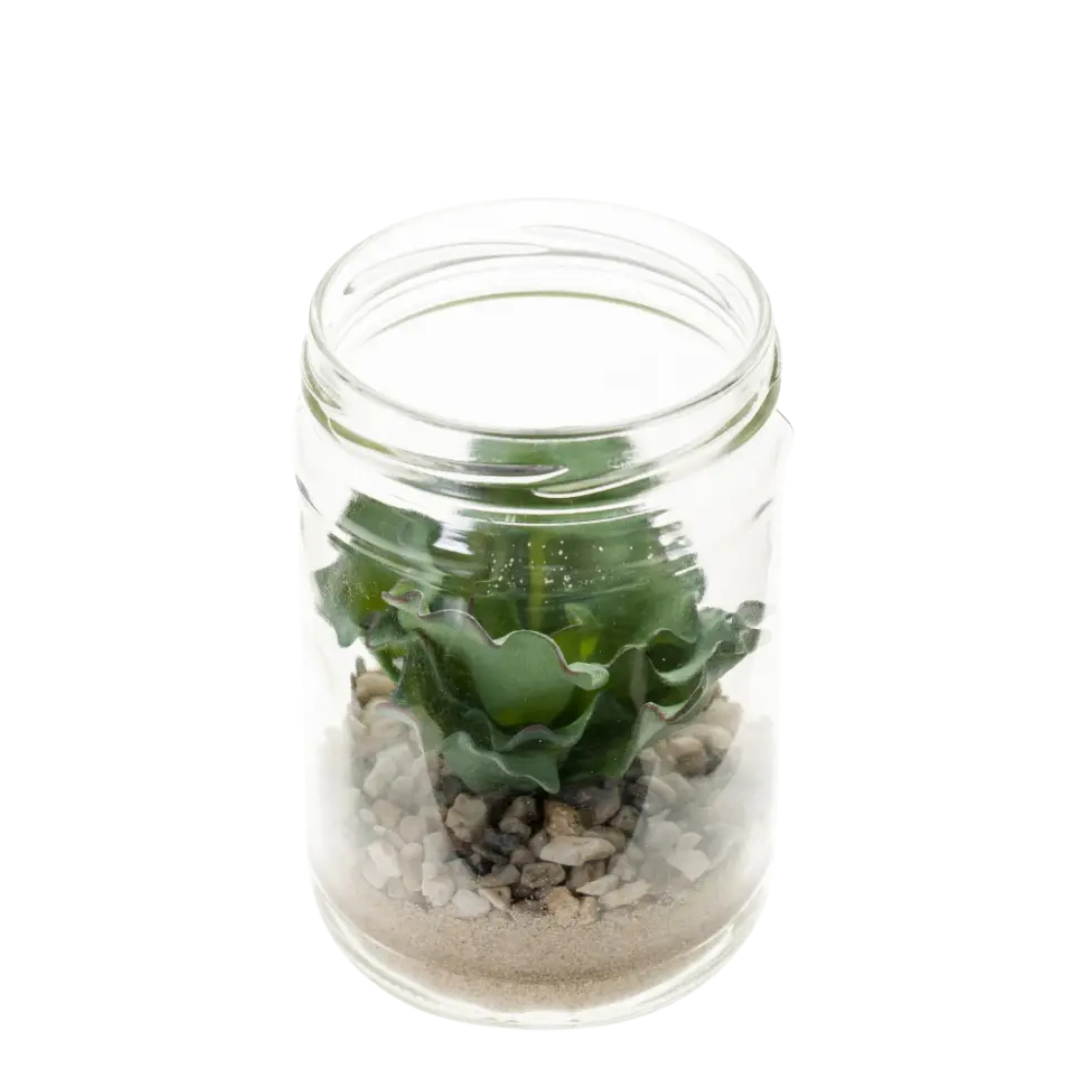Echeveria Rosea in Glass