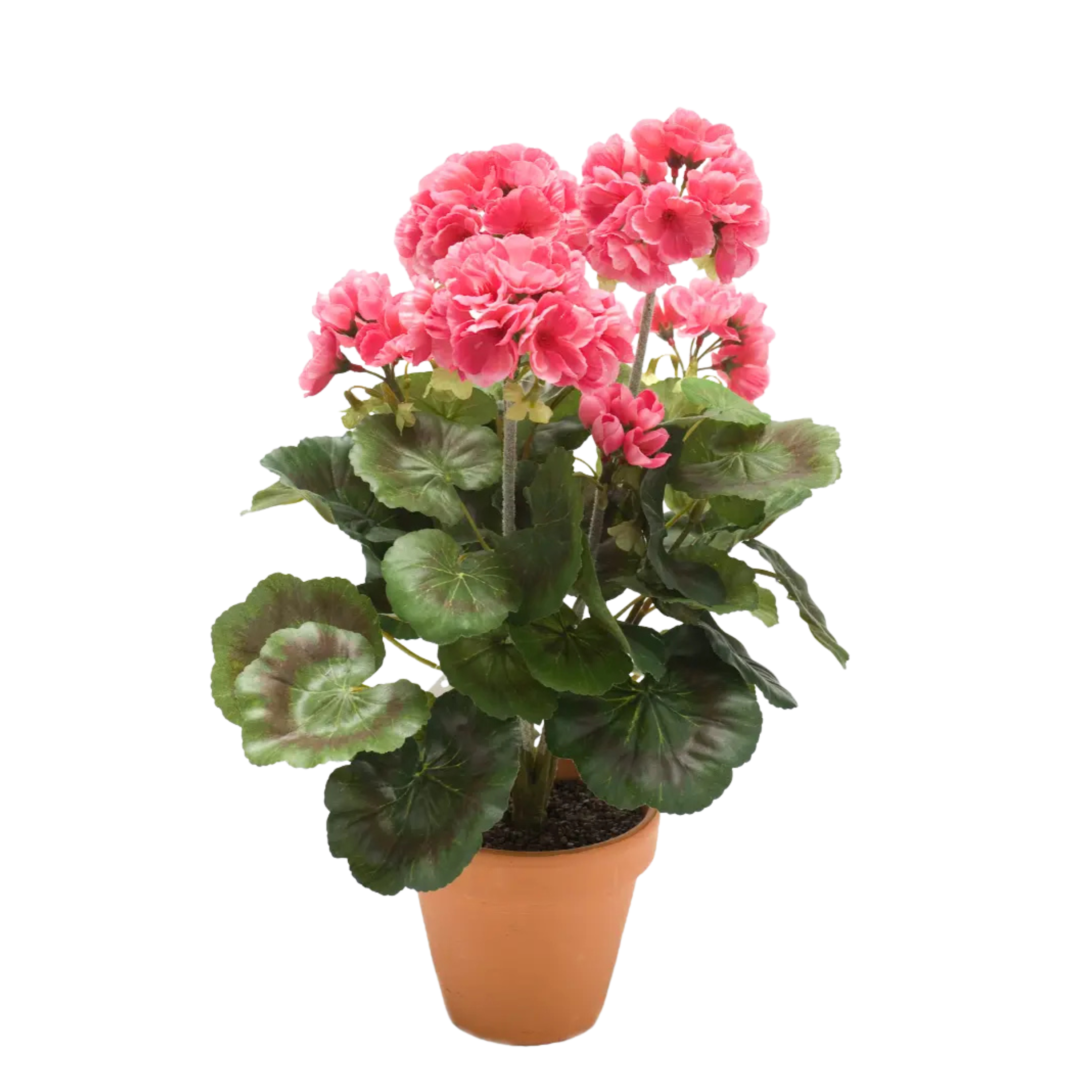 Geranium Bush
