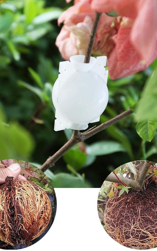 Air Layering Propagation Balls Hight-pressure Plant Rooting Ball Root Grafting Growing Breed