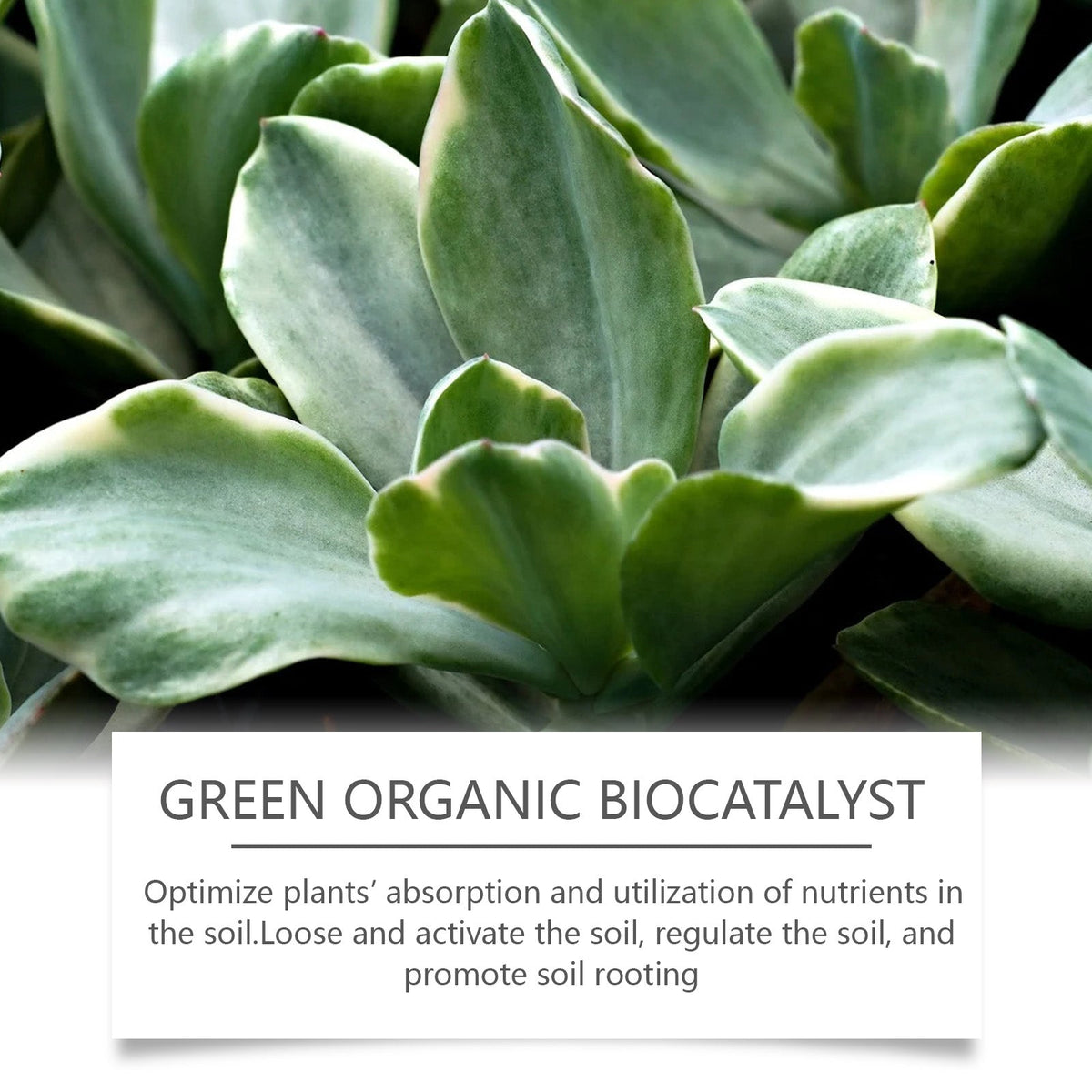 Boost Plant Nutrients Organic Biocatalyst, Soil Fertility, Healthy Growth, Easy Use ,100g