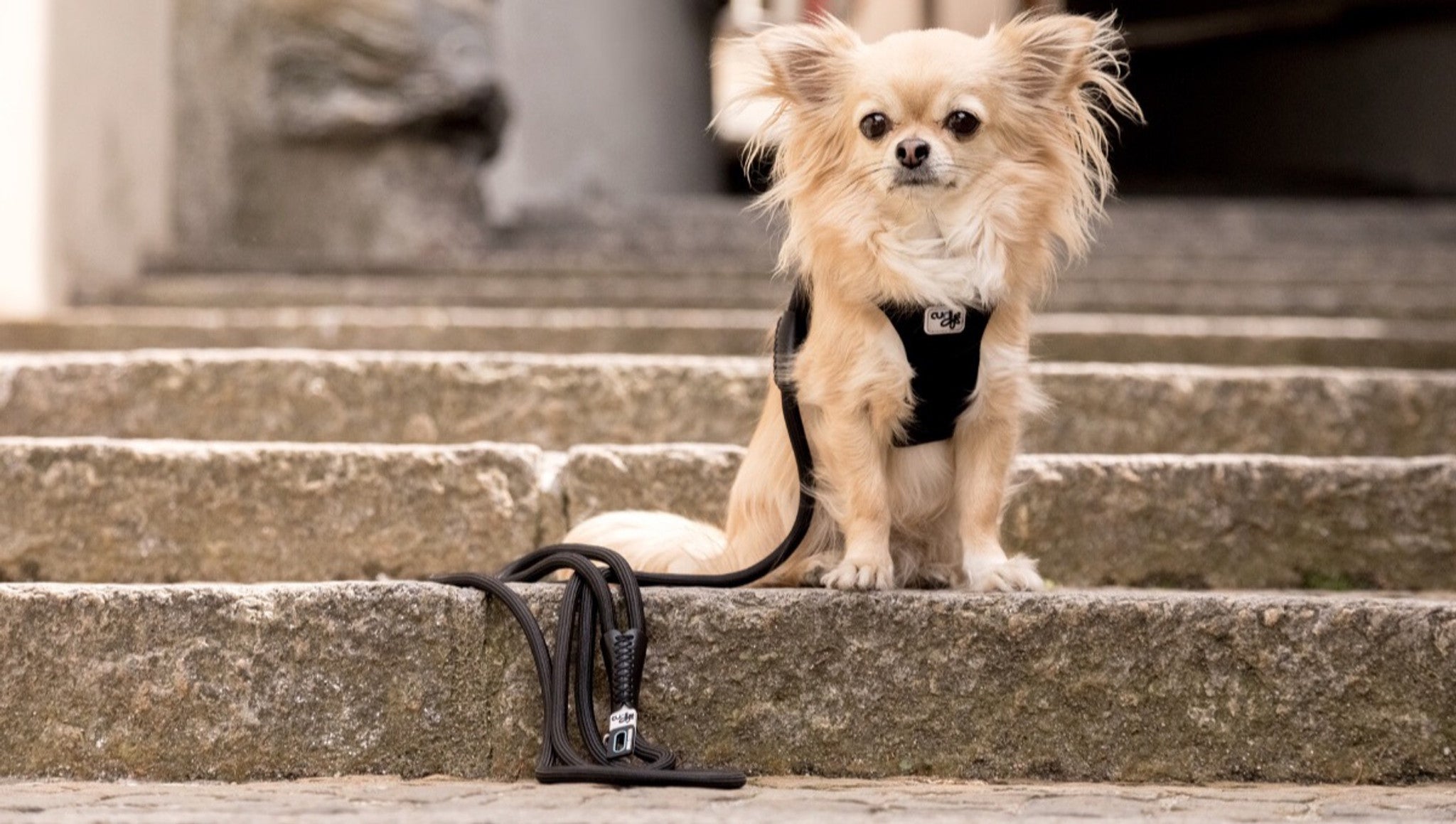 Curli Stretch Comfort Leash for Dogs - Medium