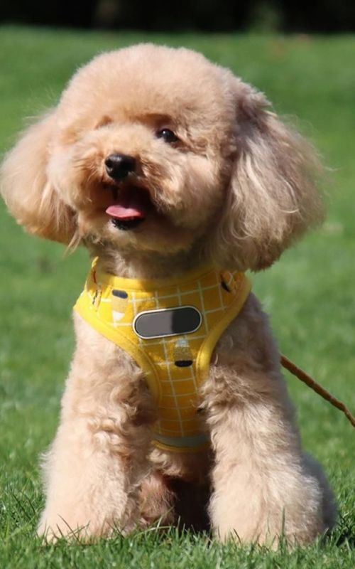 Dog Harness Adjustable Reflective Plaid Vest With Leash Breathable Mesh Pet Supplies