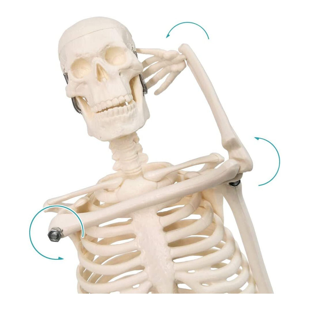 RSC Human Skeleton System, Educational Model, K25-244