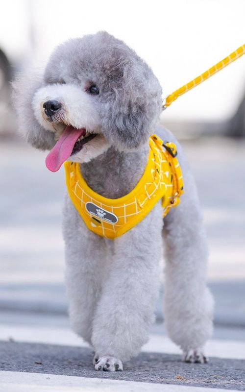 Dog Harness Adjustable Reflective Plaid Vest With Leash Breathable Mesh Pet Supplies