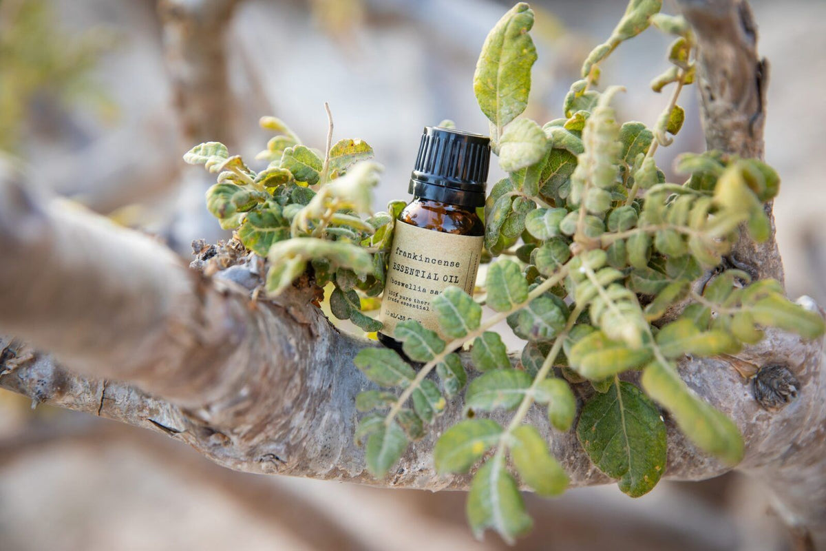 100% Pure Omani Hojari Frankincense Essential Oil (Boswellia sacra) – 10 mL