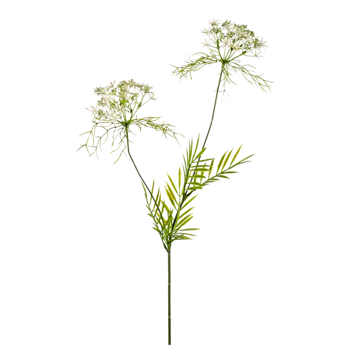 Dill Spray