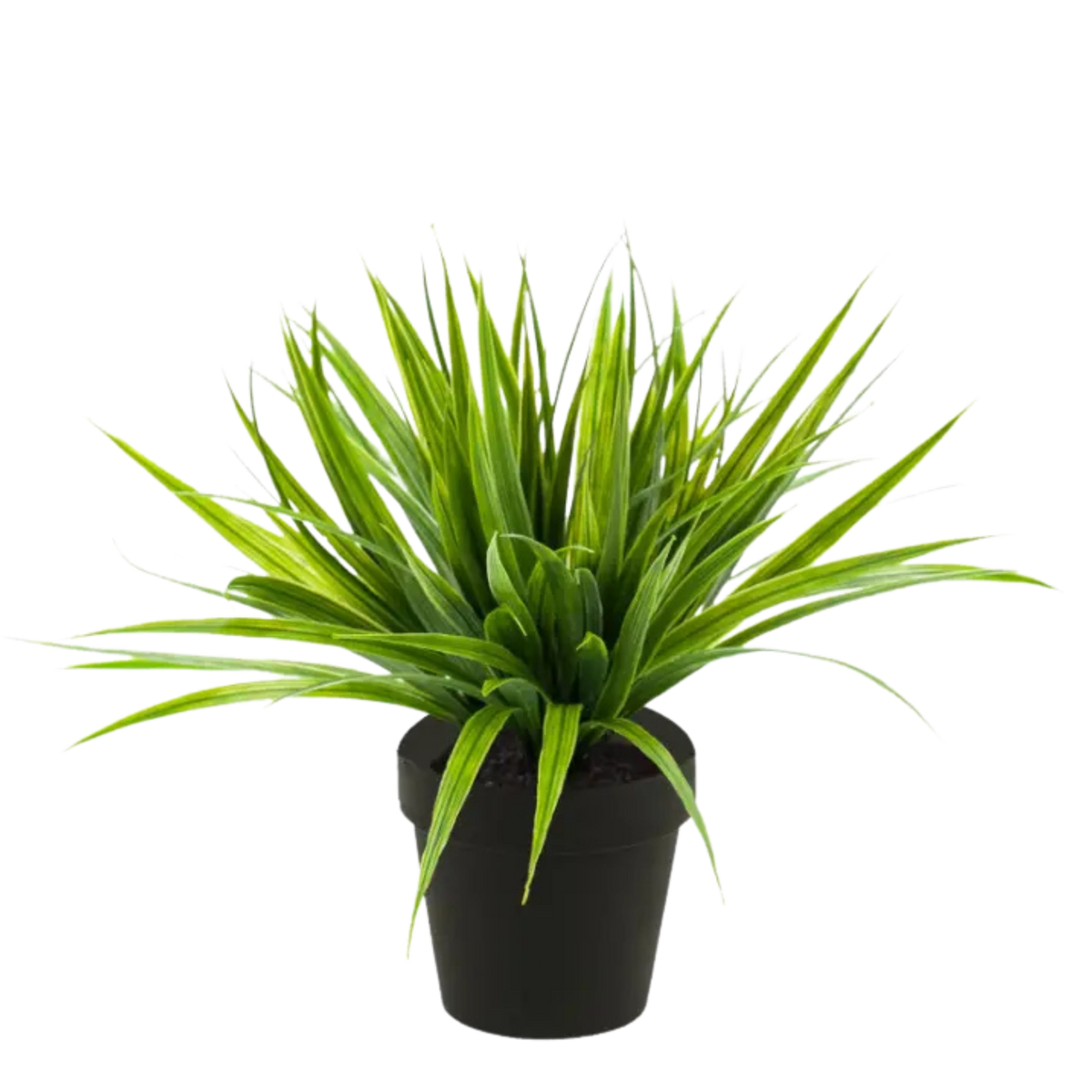 Grass Bush Medium