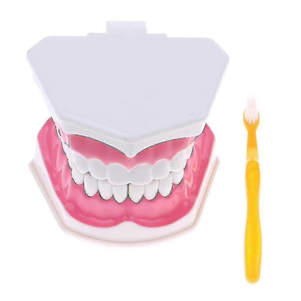 Anatomical Teeth Model Dentist Teaching Oral Hygiene Model Magnification zxin