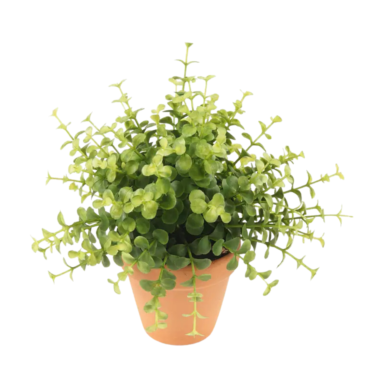 Eucalyptus Bush