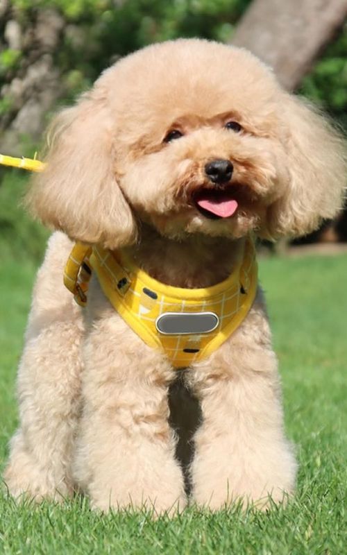 Dog Harness Adjustable Reflective Plaid Vest With Leash Breathable Mesh Pet Supplies