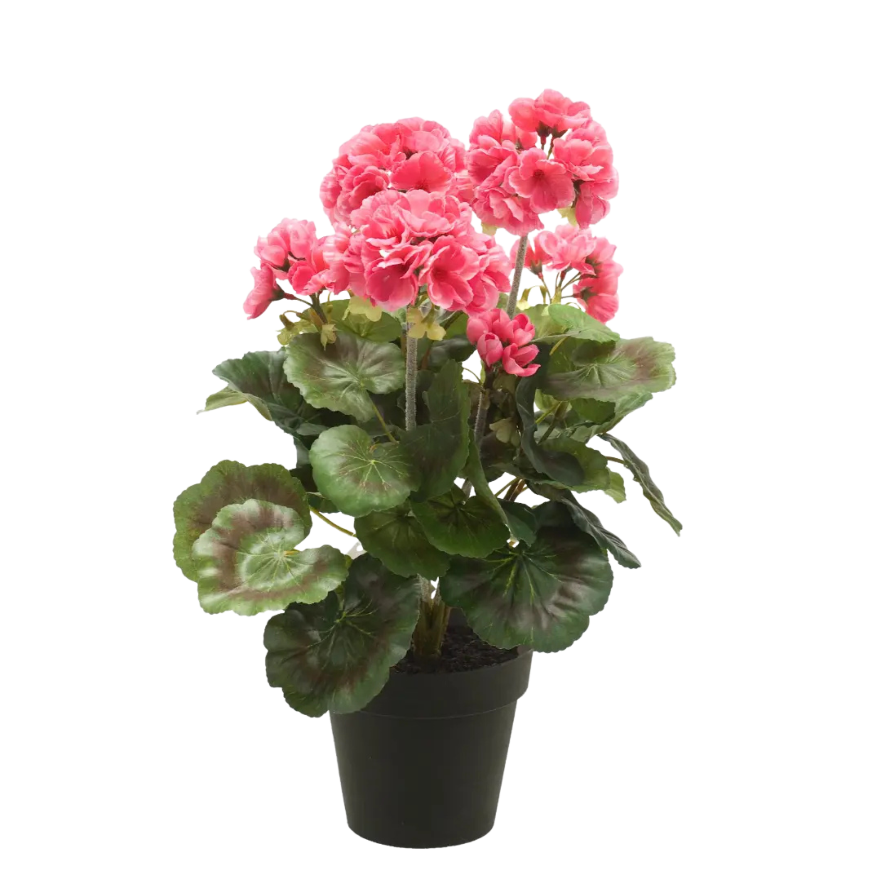 Geranium Bush