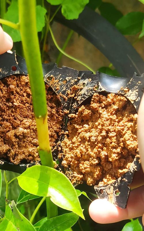 Air Layering Propagation Balls Hight-pressure Plant Rooting Ball Root Grafting Growing Breed