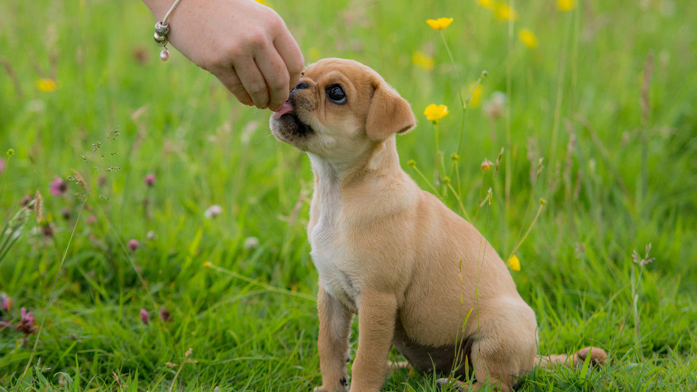 Lily's Kitchen Chicken and Salmon Nibbles Puppy Treats 70G