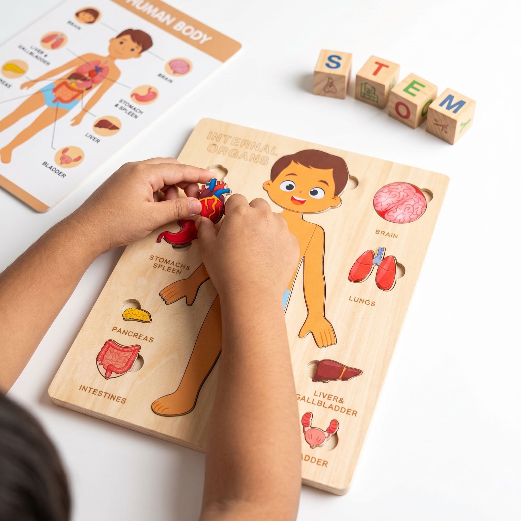 Body Anatomy Puzzle