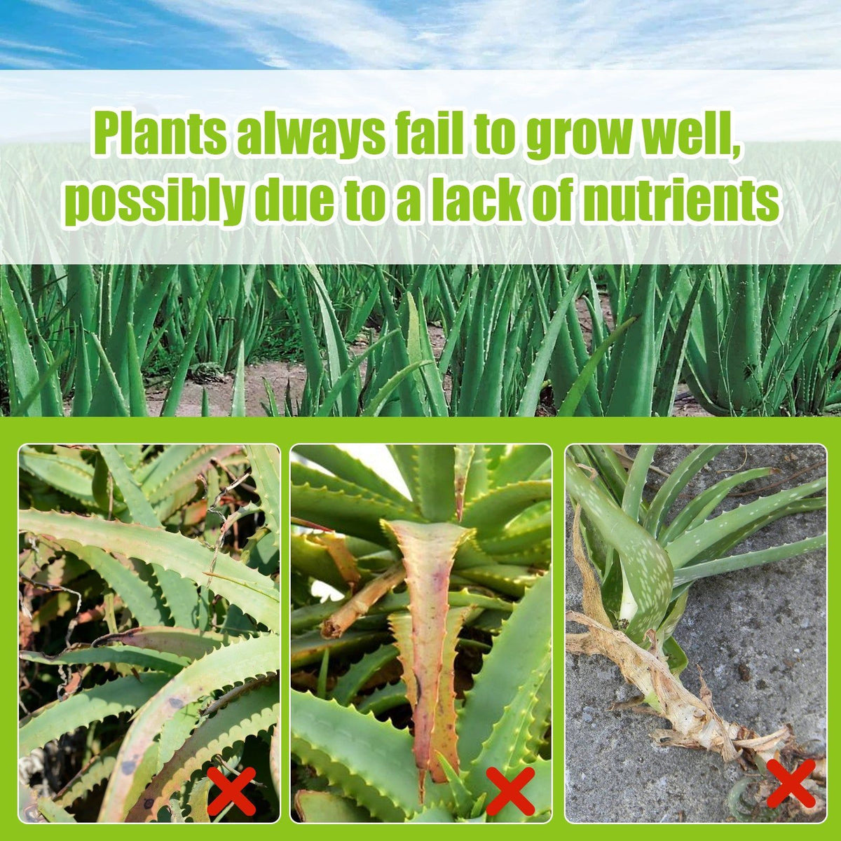 Boost Plant Growth with Premium Aloe Vera Fertilizer Spray, Fast Root & Leaf Health ,100ml