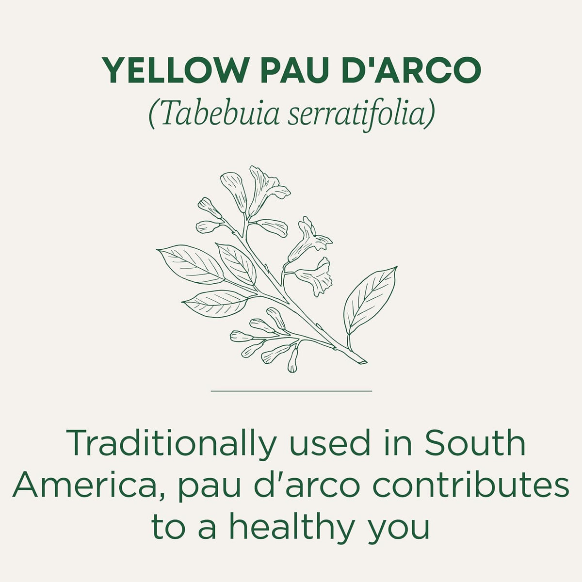 Traditional Medicinal Pau D Arco, 16 Teabags