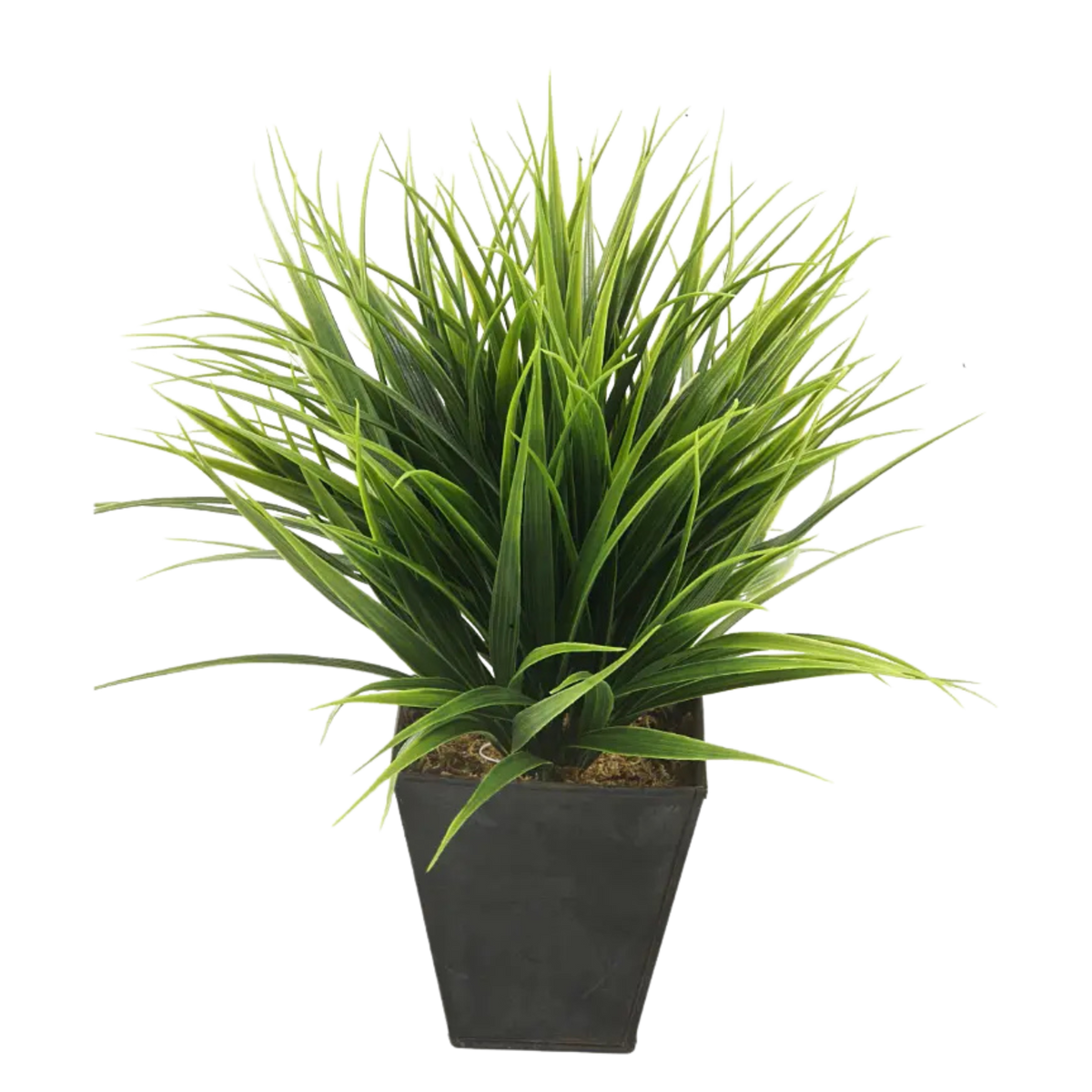 Grass Bush