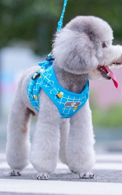 Dog Harness Adjustable Reflective Plaid Vest With Leash Breathable Mesh Pet Supplies