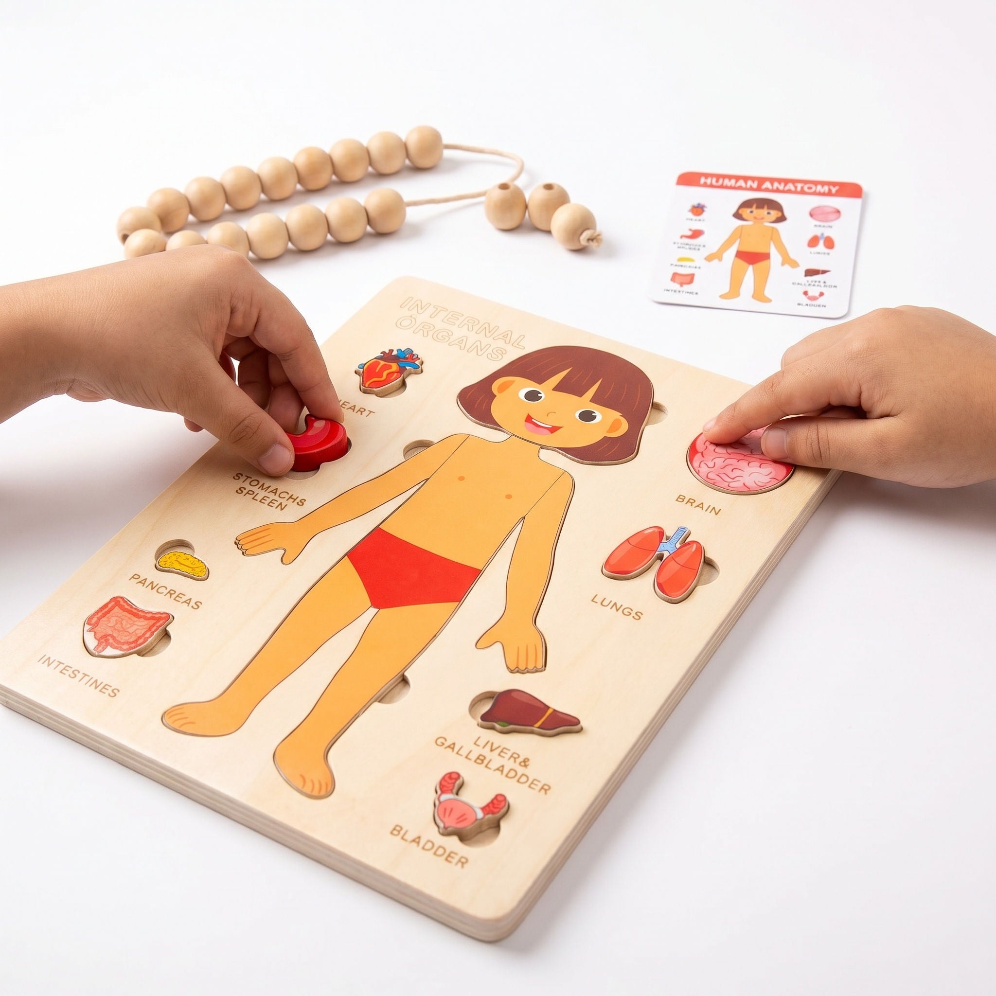 Body Anatomy Puzzle