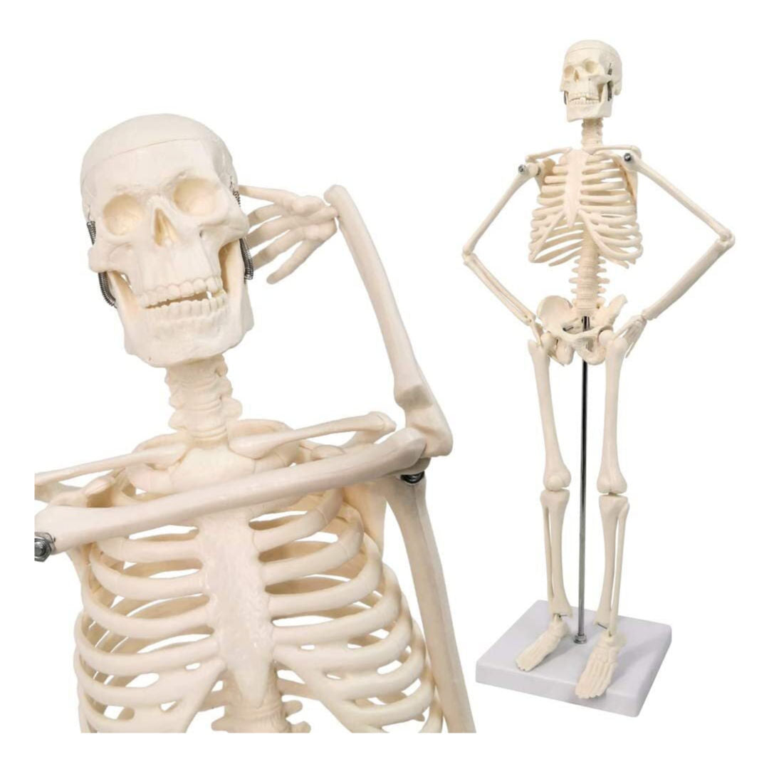 RSC Human Skeleton System, Educational Model, K25-244