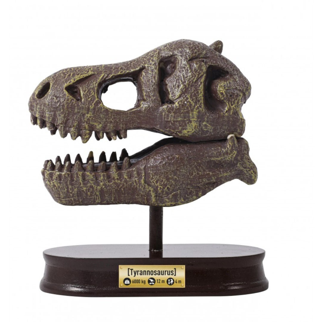Buki France Museum Dino Skull Tyrannosaurus Dig Kit