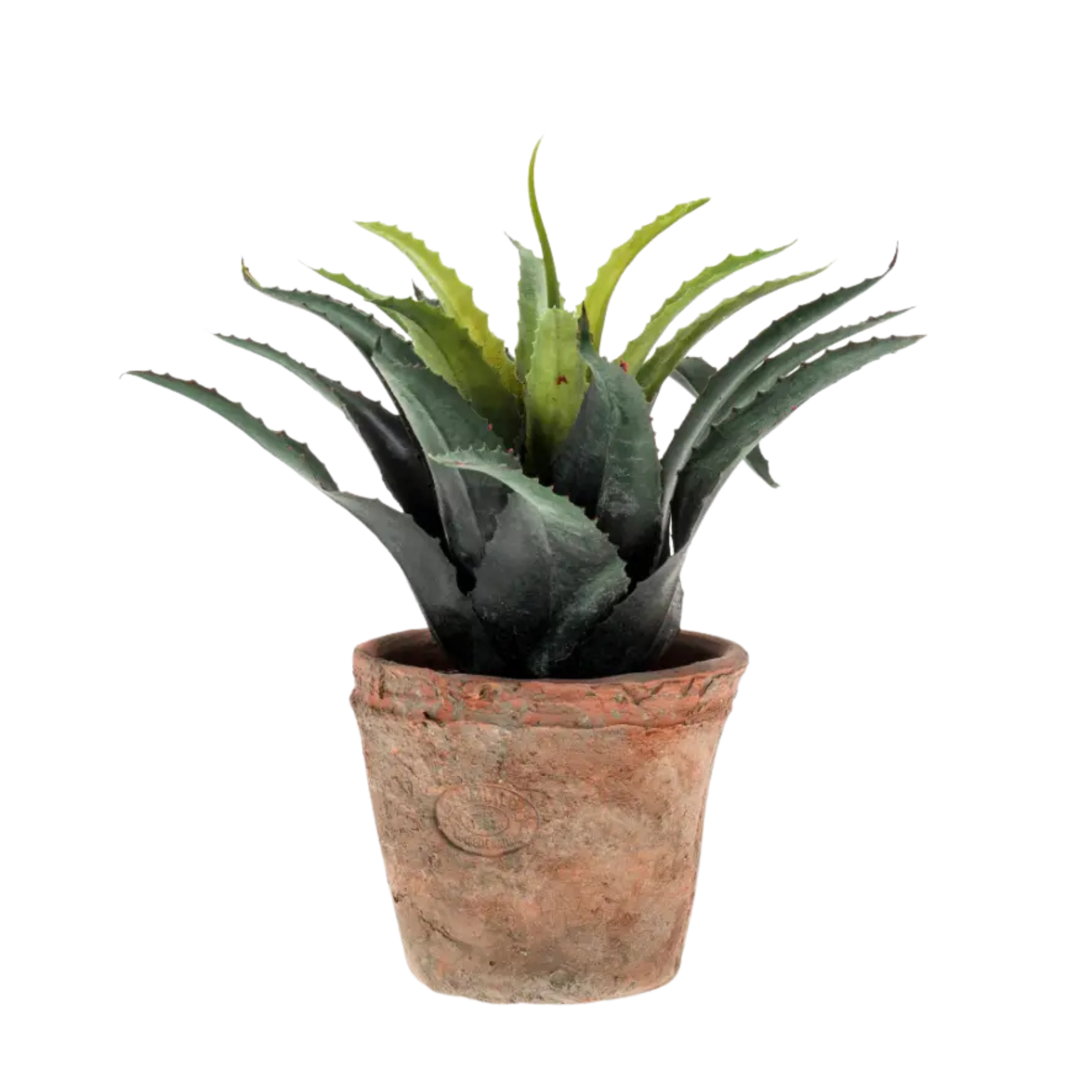Agave Green