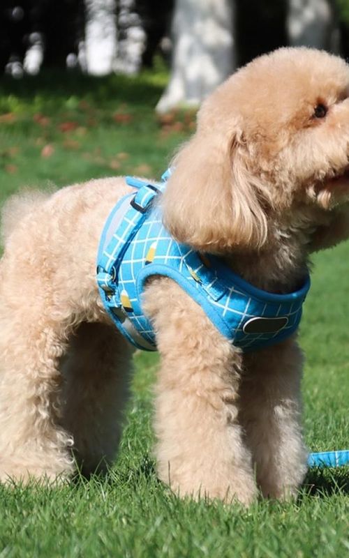 Dog Harness Adjustable Reflective Plaid Vest With Leash Breathable Mesh Pet Supplies