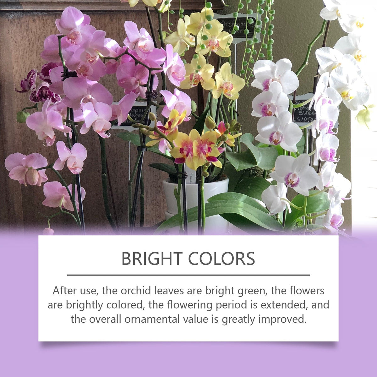 Boost Orchid Growth with Plant Nutrient Solution, Promotes Root Development, Vibrant Blooms ,50ml