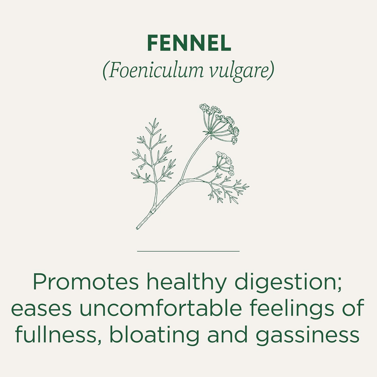 Traditional Medicinal Fennel Organic, 16 Teabags