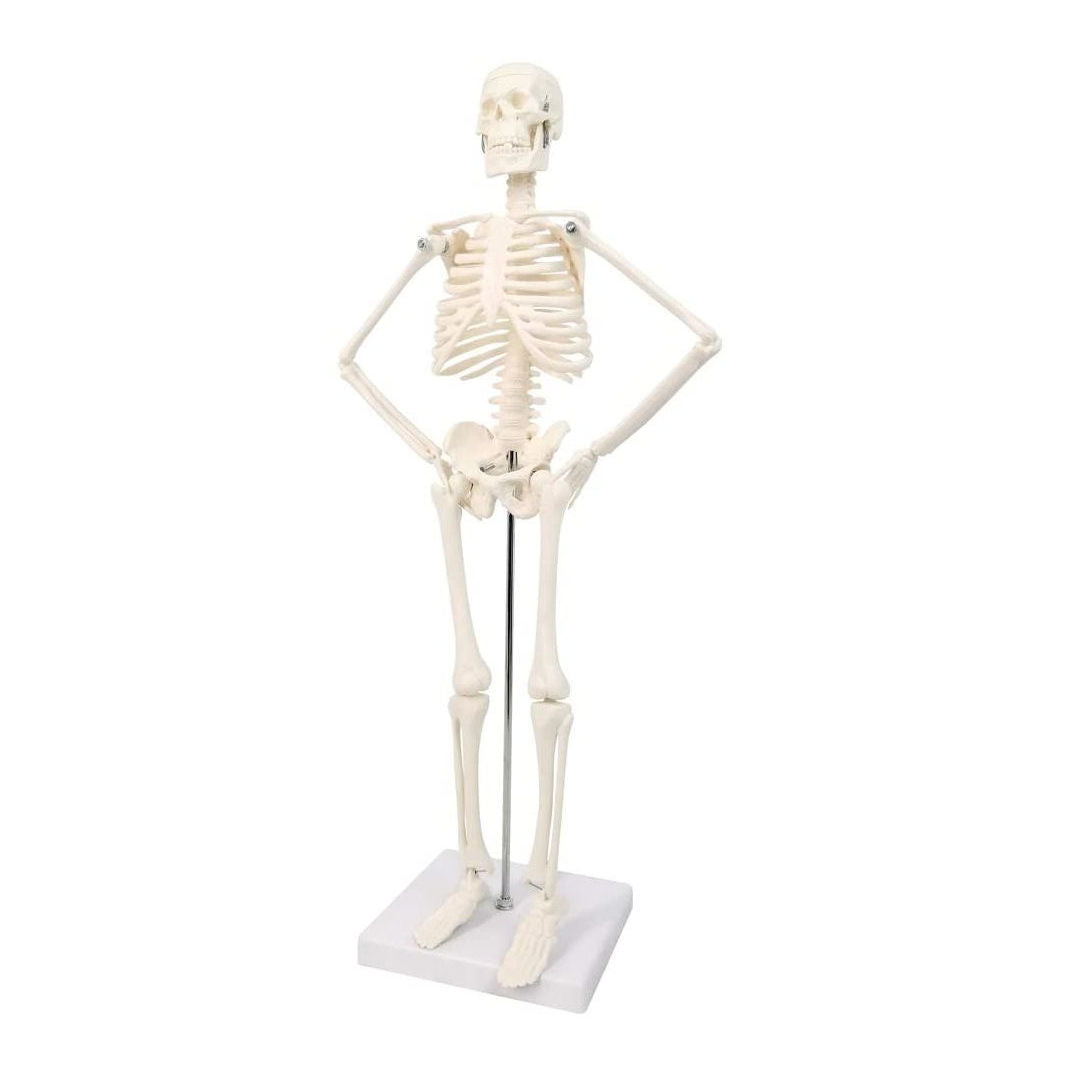 RSC Human Skeleton System, Educational Model, K25-244