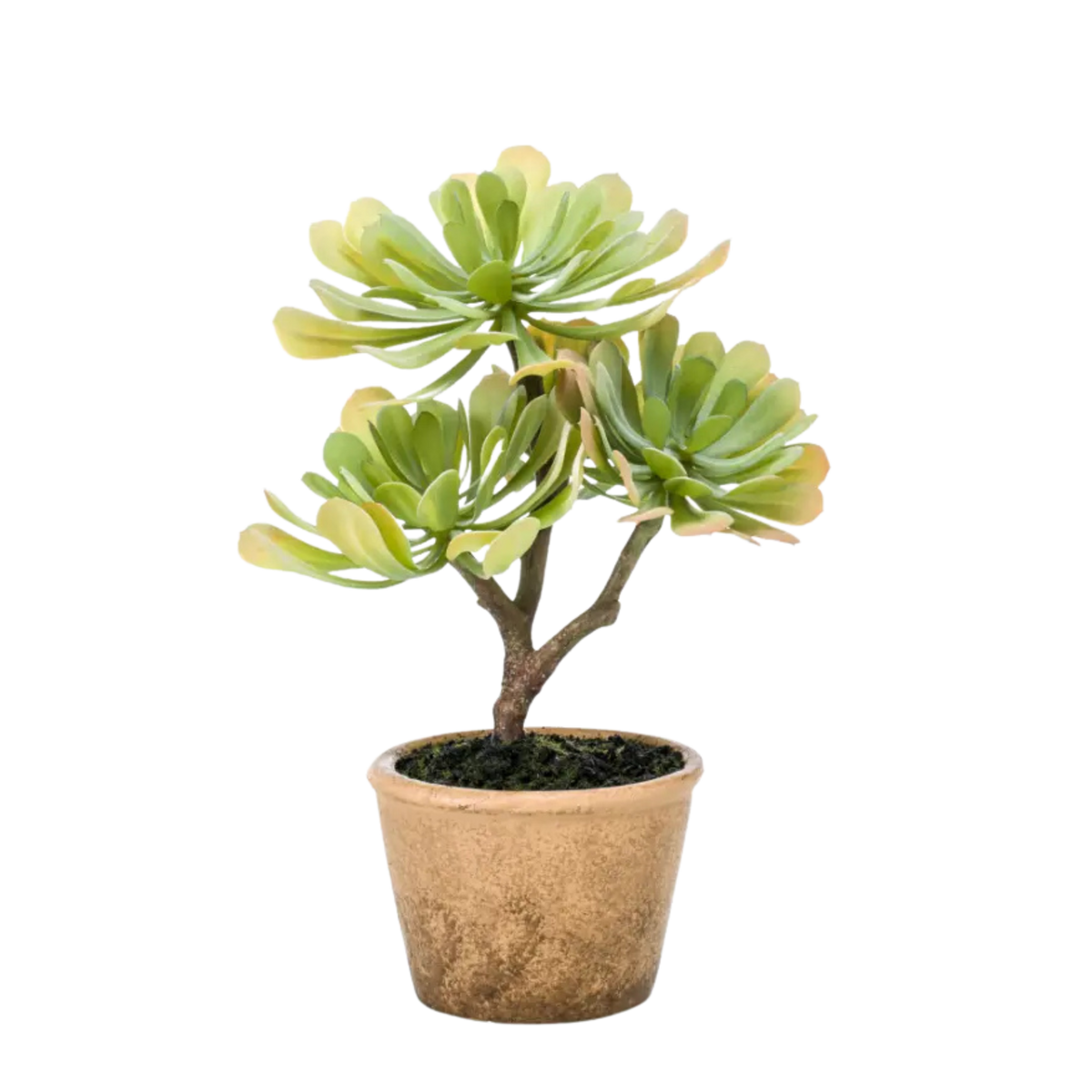 Echeveria