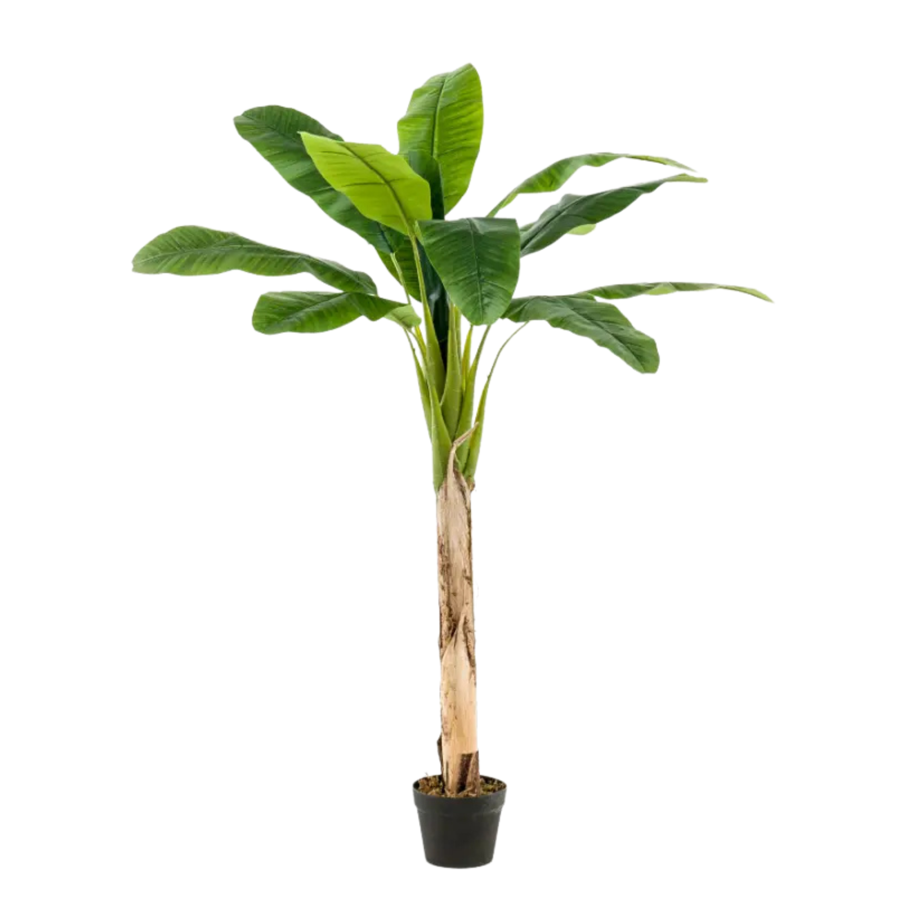 Banana Tree 150cm