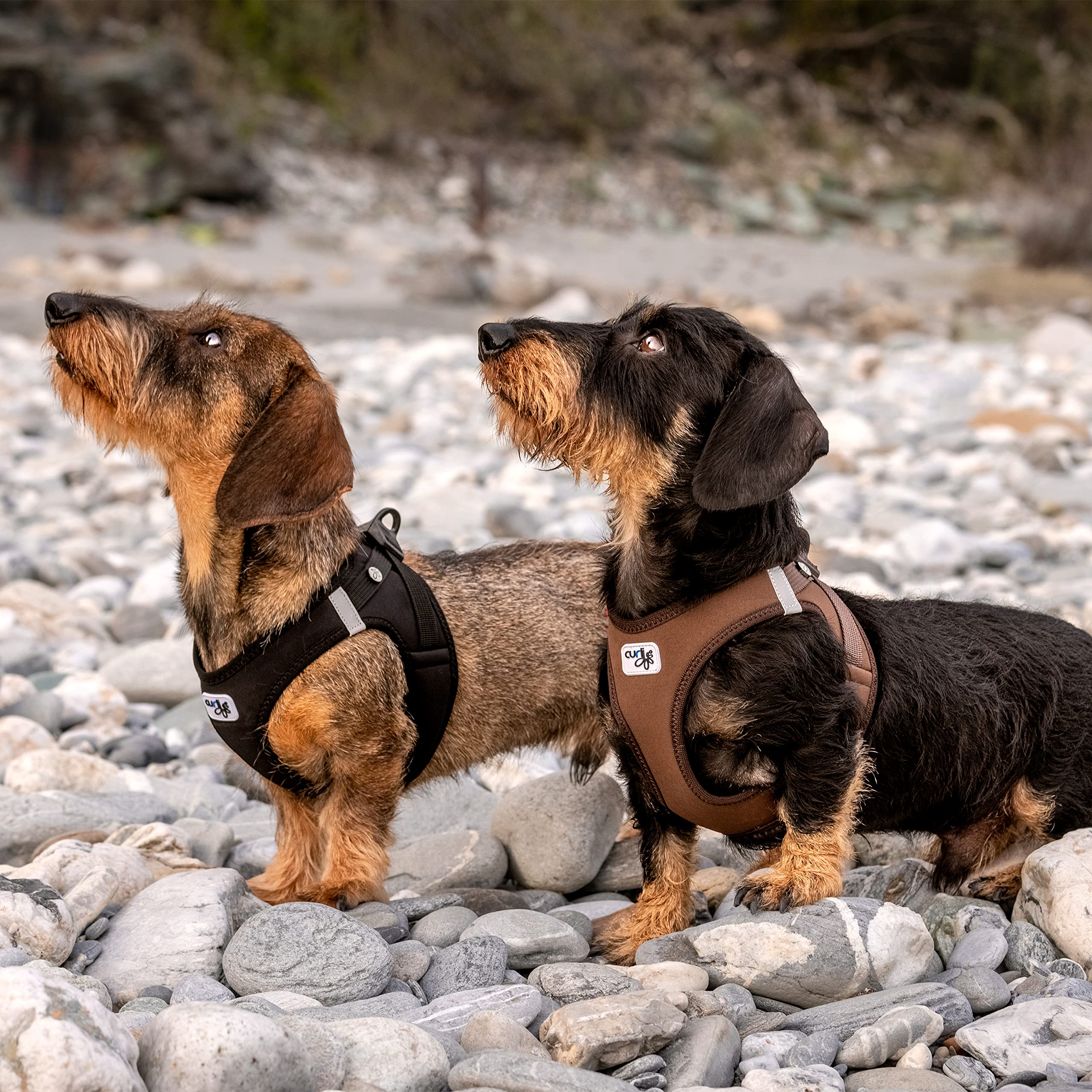 Curli Vest Harness with Curli Clasp Softshell for Dogs