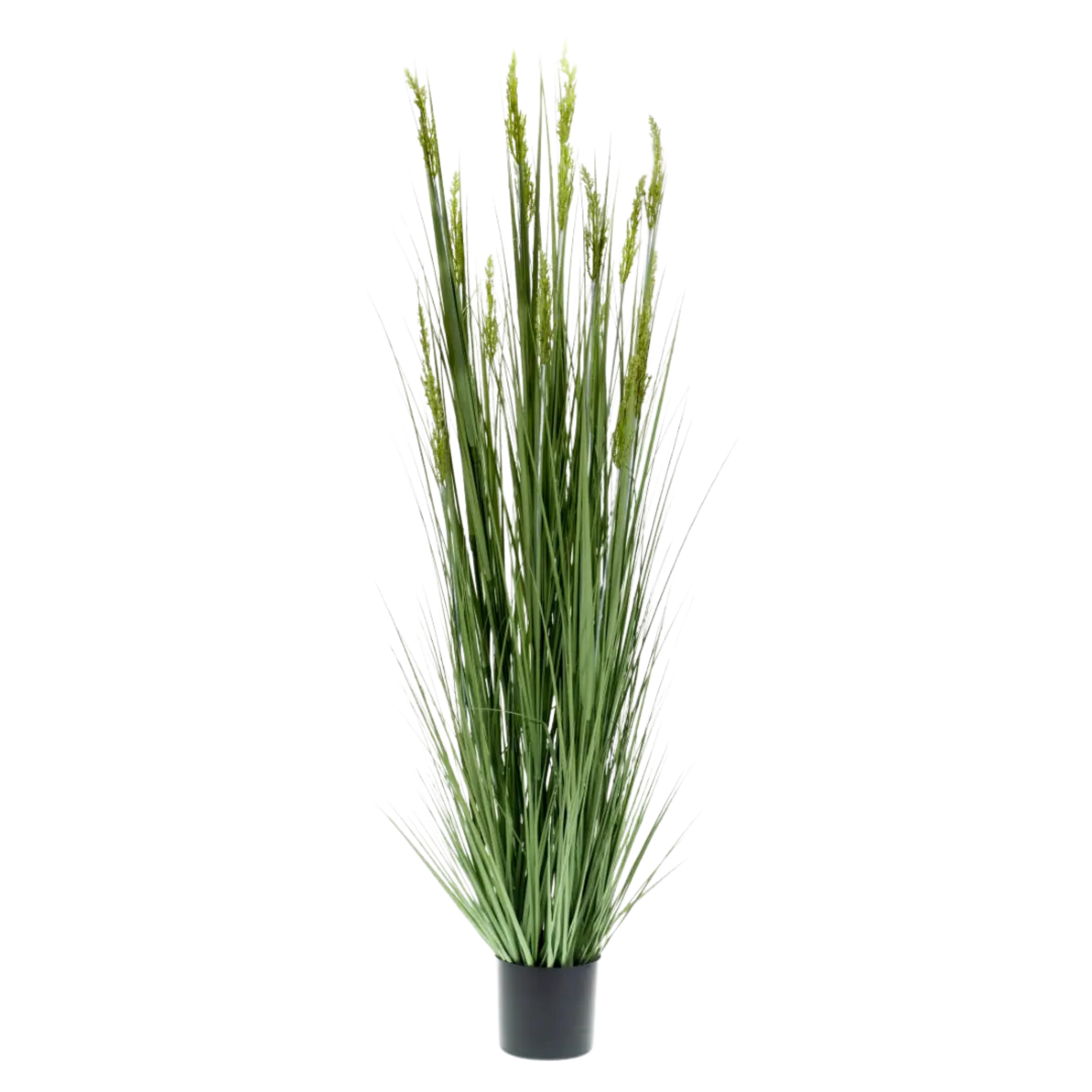 Grain Grass