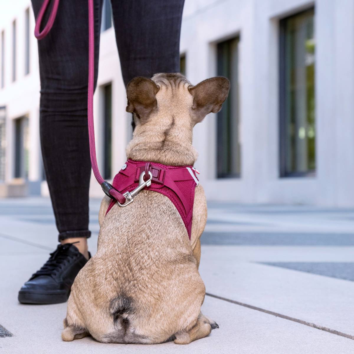 Curli Stretch Comfort Leash for Dogs - Medium