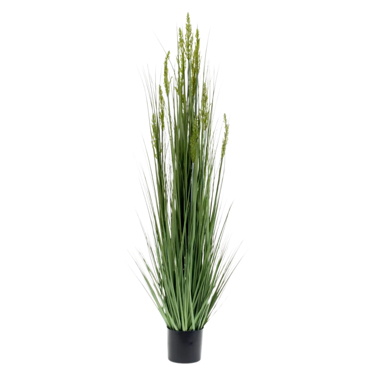 Grain Grass