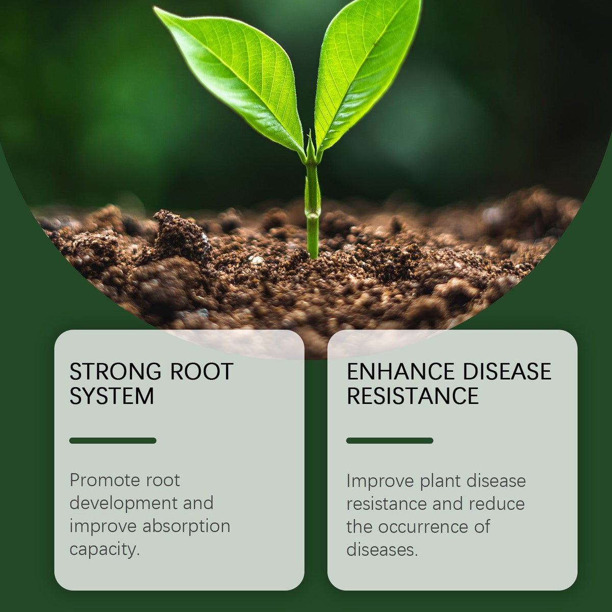 Boost Plant Growth Organic Root Enhancer Powder, Fertilizer for Healthy Roots ,100g