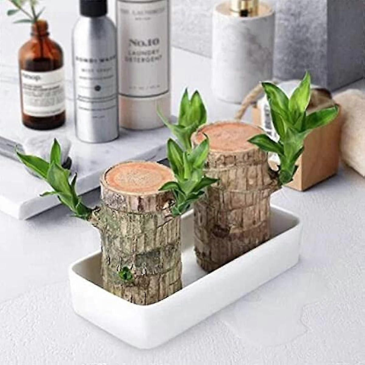 Mini Brazil Lucky Wood - Magical Sprouting Lucky Bamboo Wood Hydroponic Potted Plant Stump Small Mini Plant Indoor Office Desktop Plant (brazilian Wo zxin