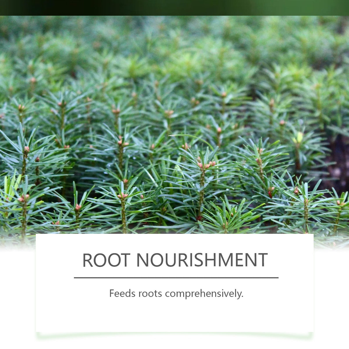 Boost Flower Growth Fertilizer, Indoor Outdoor Plant Booster, Easy Hydration Solution ,100g