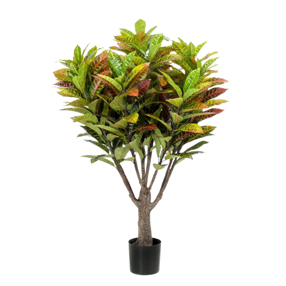 Croton Tree