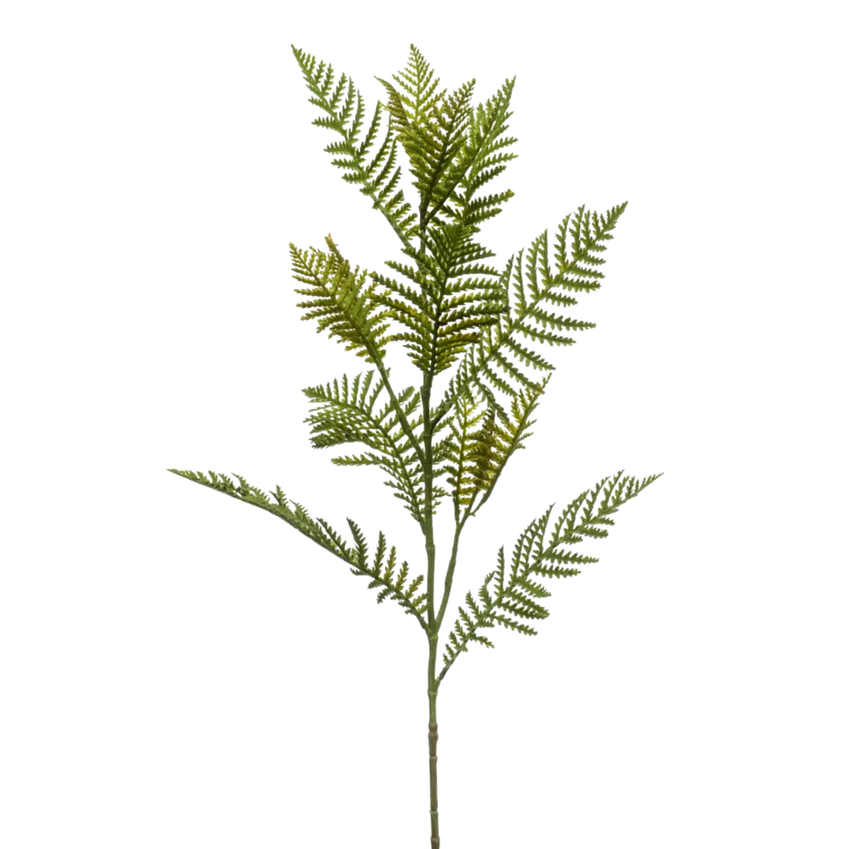 Fern Spray