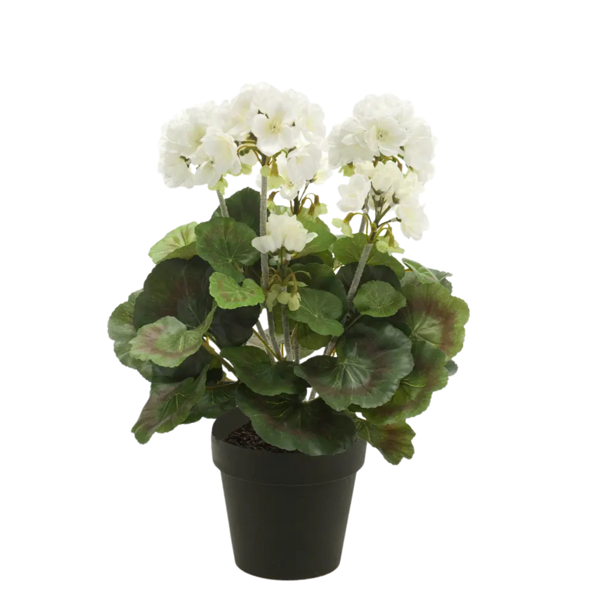 Geranium Bush