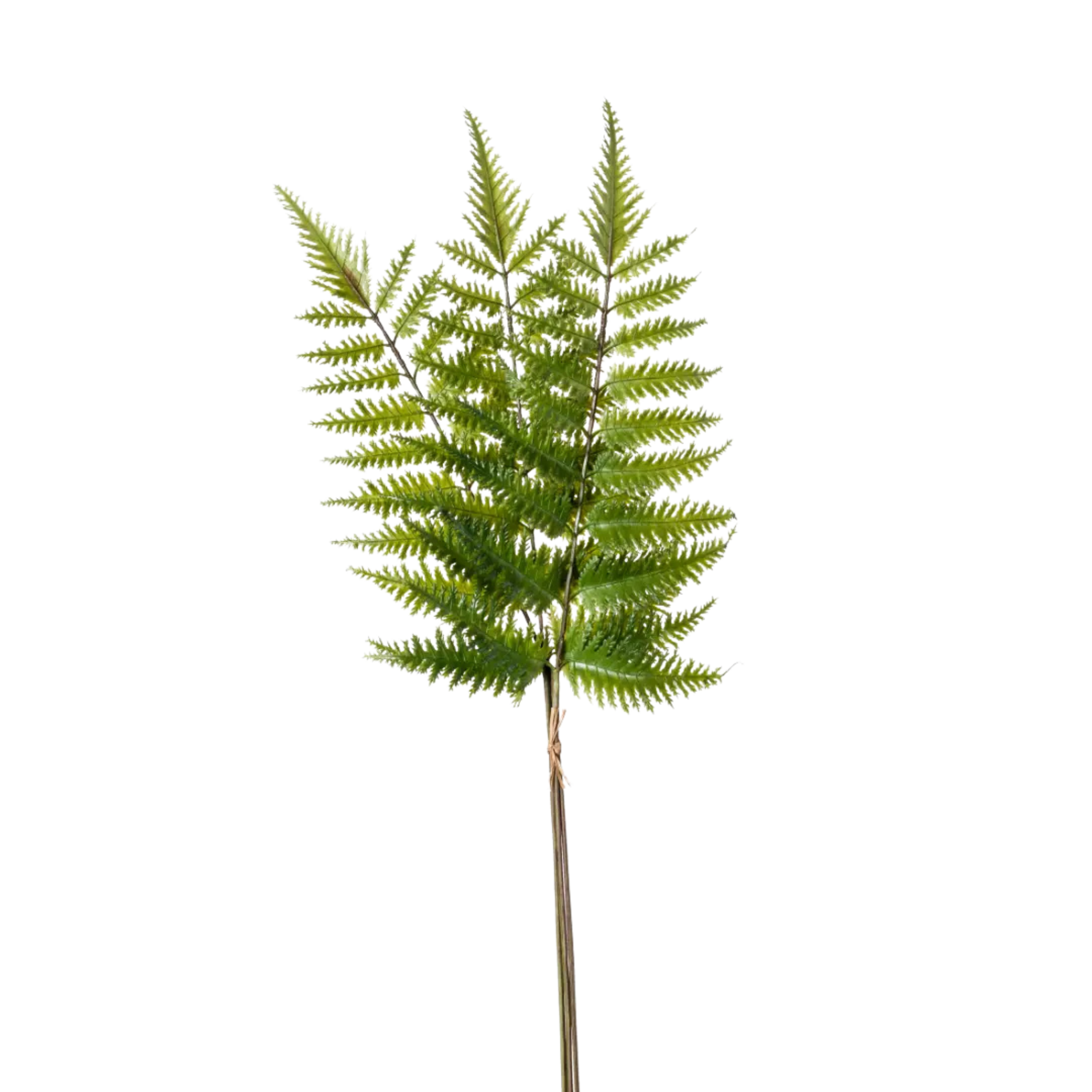 Fern Tree Spray