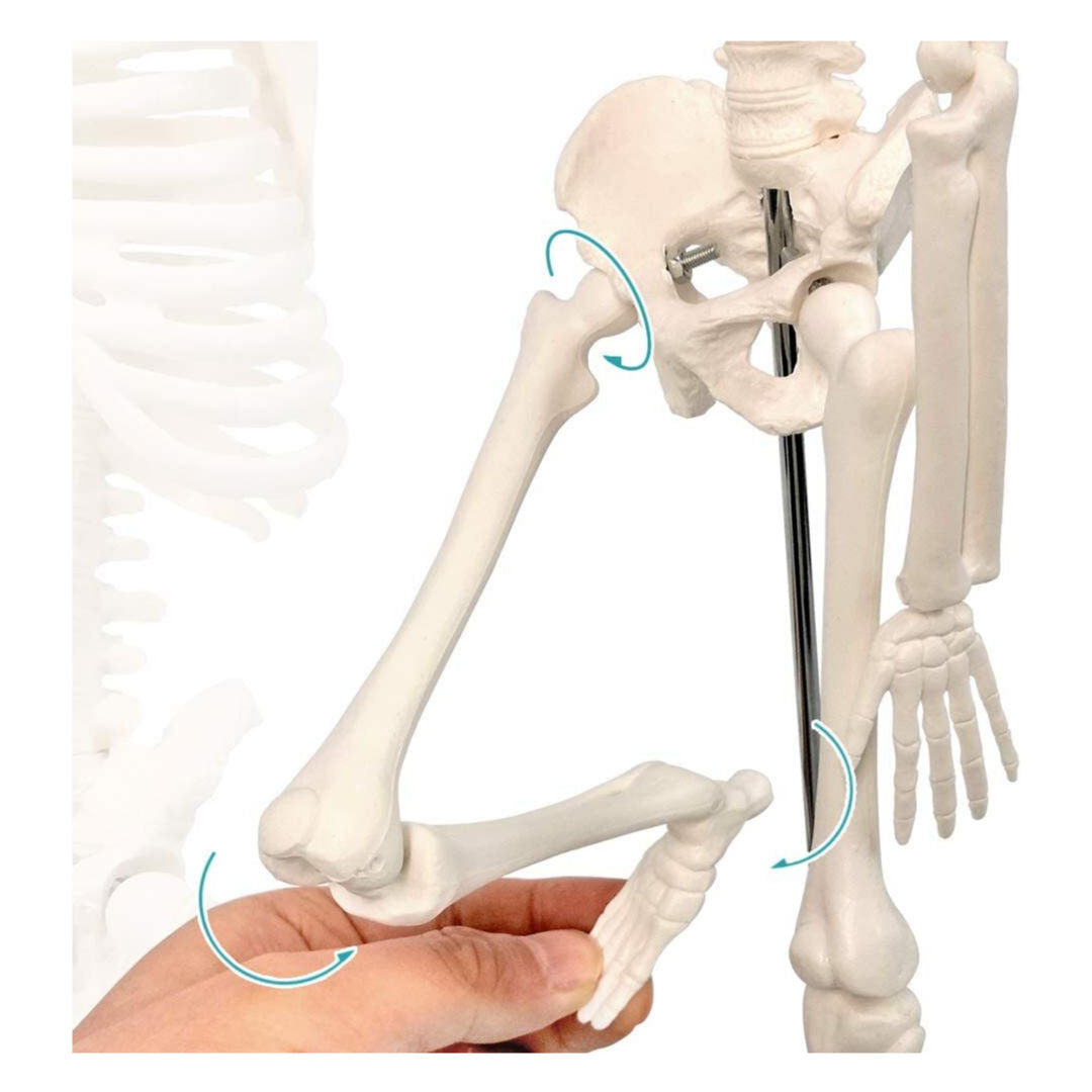 RSC Human Skeleton System, Educational Model, K25-244